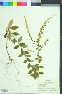 Solidago erecta image