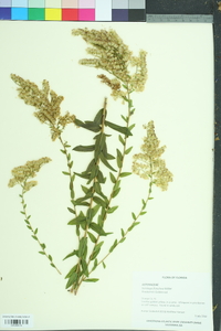 Solidago fistulosa image