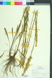 Solidago stricta image