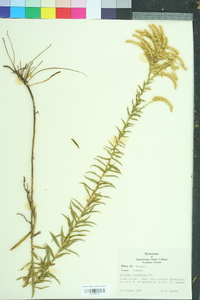 Solidago tortifolia image