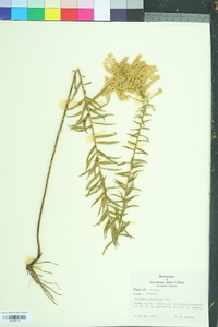 Solidago tortifolia image