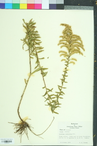 Solidago tortifolia image