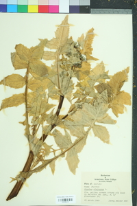 Sonchus oleraceus image