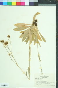 Tragopogon pratensis image