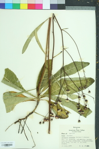 Vernonia acaulis image