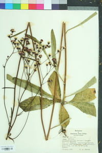 Vernonia acaulis image