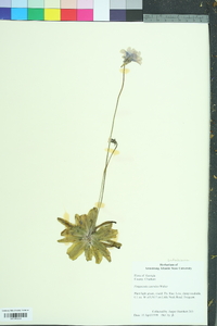 Pinguicula caerulea image