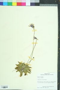 Pinguicula caerulea image