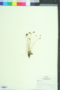 Pinguicula pumila image