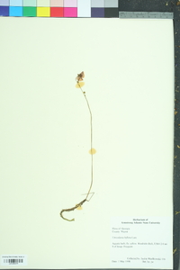 Utricularia gibba image