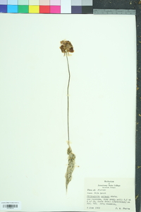 Utricularia cornuta image