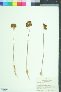 Utricularia cornuta image