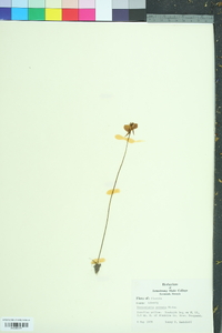 Utricularia cornuta image