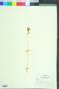 Utricularia cornuta image