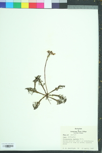 Utricularia inflata image