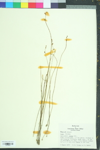 Utricularia juncea image