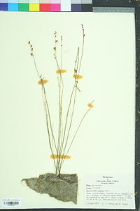 Utricularia juncea image