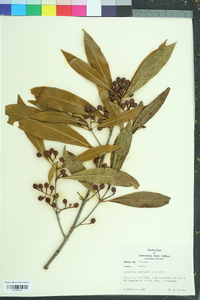 Osmanthus americanus image