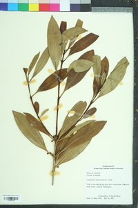 Osmanthus americanus image