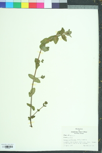 Bacopa caroliniana image