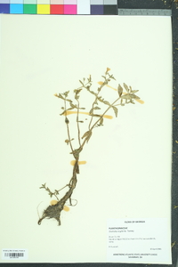 Gratiola neglecta image