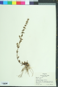 Gratiola pilosa image