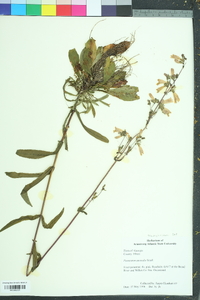 Penstemon australis image