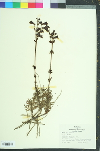 Penstemon dissectus image