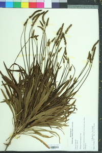 Plantago heterophylla image