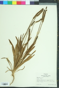 Plantago wrightiana image