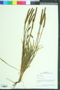 Plantago patagonica image