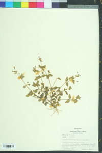 Lindernia crustacea image
