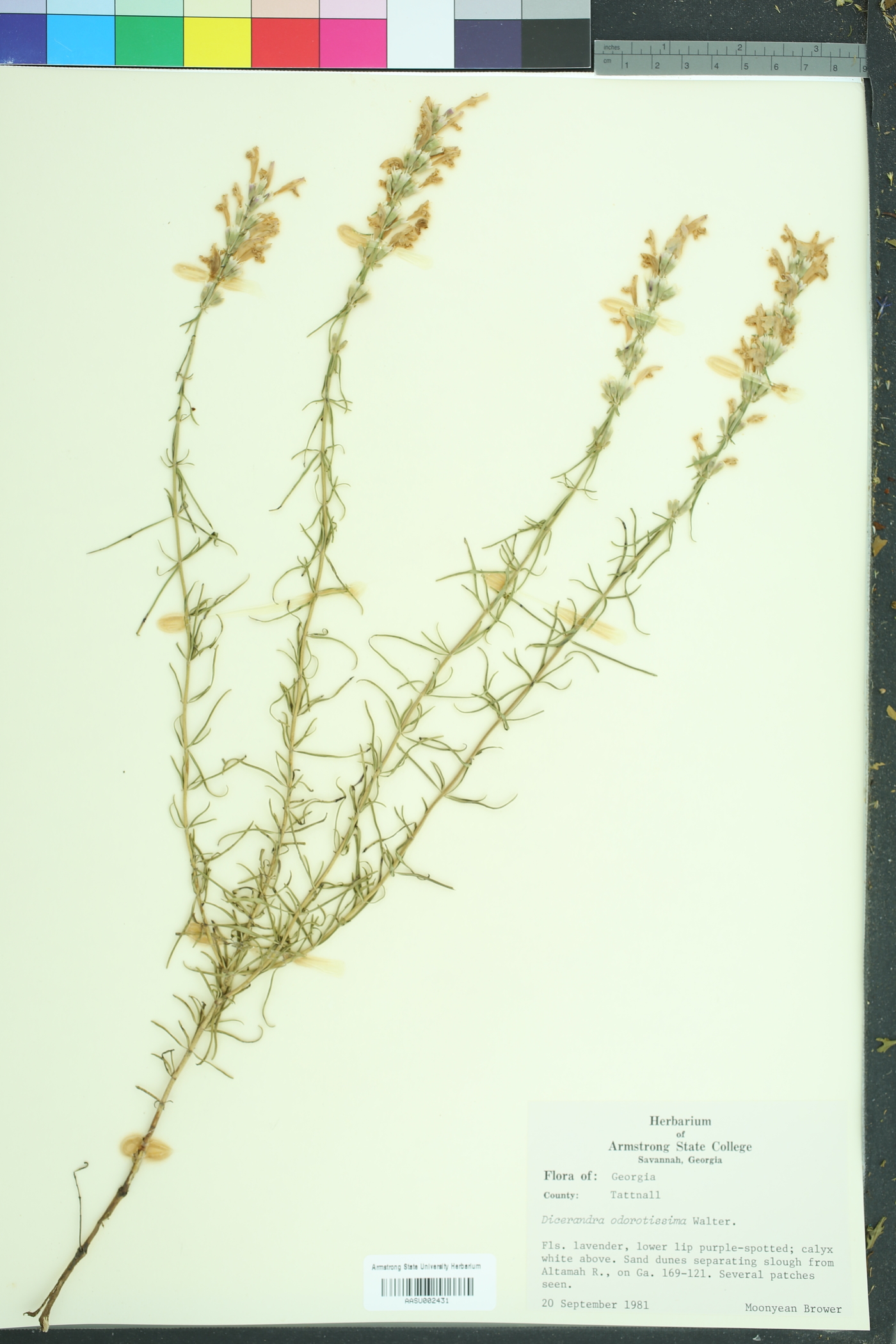 Dicerandra odoratissima image