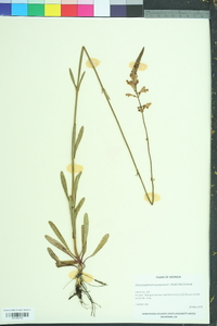 Physostegia purpurea image