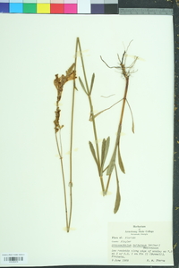 Physostegia purpurea image