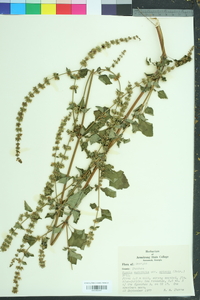 Hyptis mutabilis image