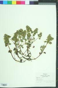 Lamium purpureum image