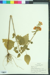 Leonotis nepetifolia image