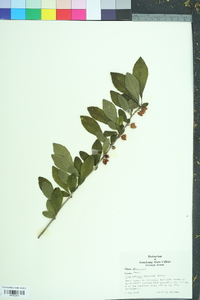 Ilex ambigua image