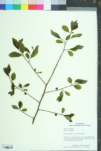 Ilex amelanchier image