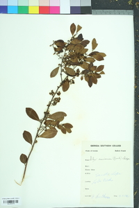 Ilex coriacea image