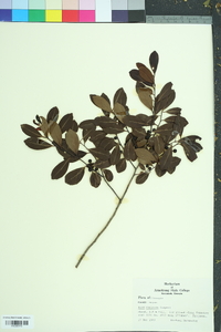 Ilex coriacea image