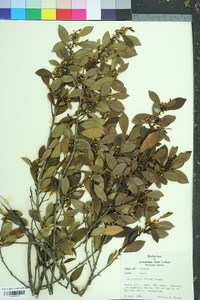 Ilex coriacea image