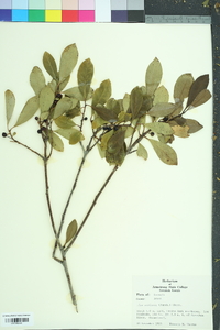 Ilex coriacea image