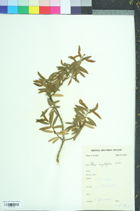 Ilex myrtifolia image