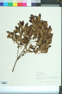 Ilex myrtifolia image