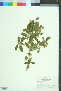 Ilex vomitoria image