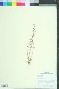 Lobelia feayana image