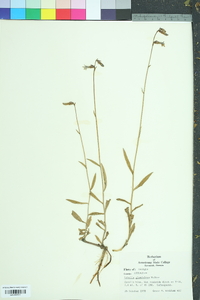 Lobelia glandulosa image