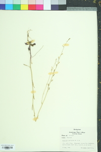 Lobelia nuttallii image